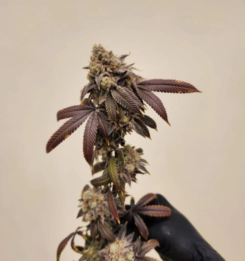 Bicaro Holding cannabis flower