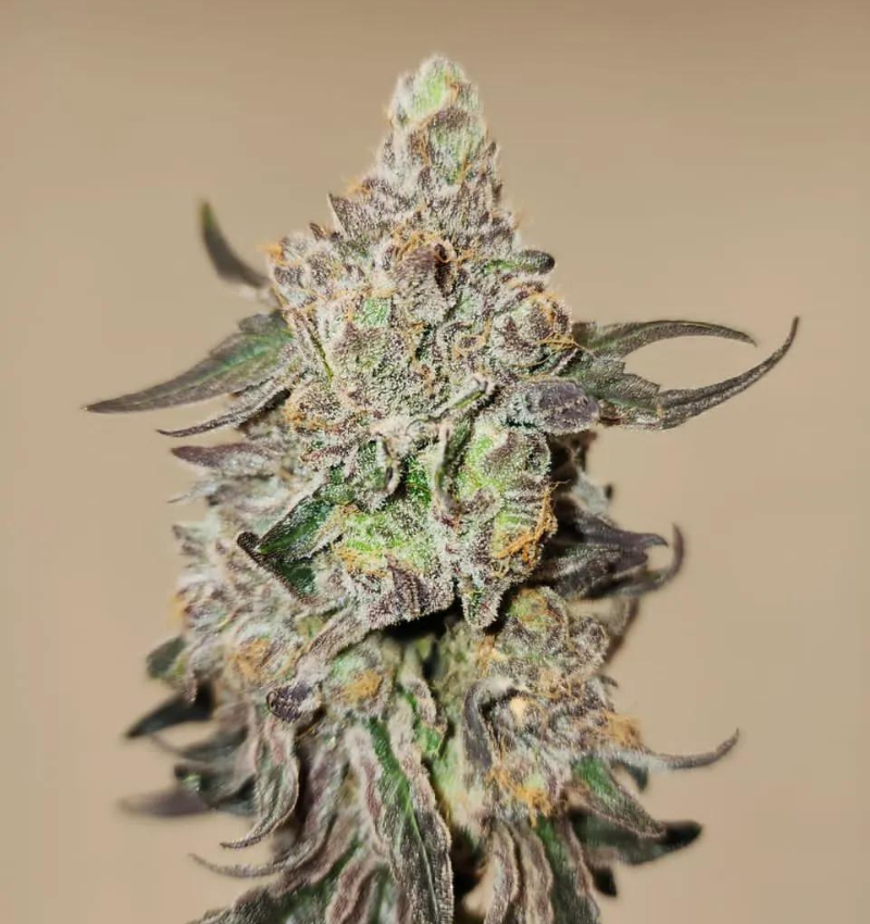 Bicaro Holding cannabis flower