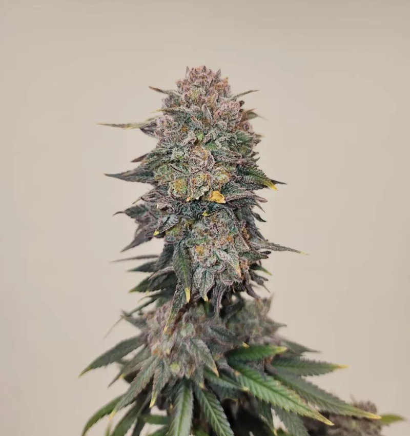 Bicaro Holding cannabis flower