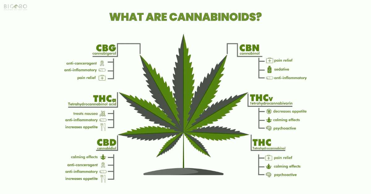 What Are Cannabinoids?