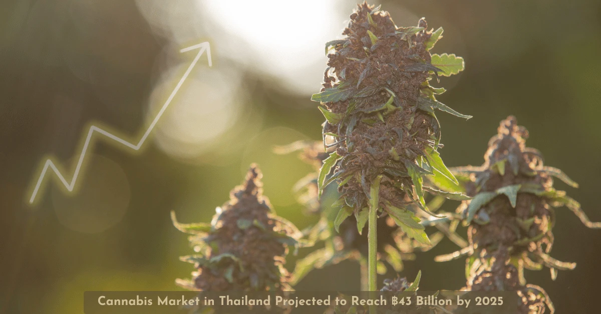 Bicaro Holding News 12 Cannabis Market in Thailand Projected to Reach ฿43 Billion by 2025