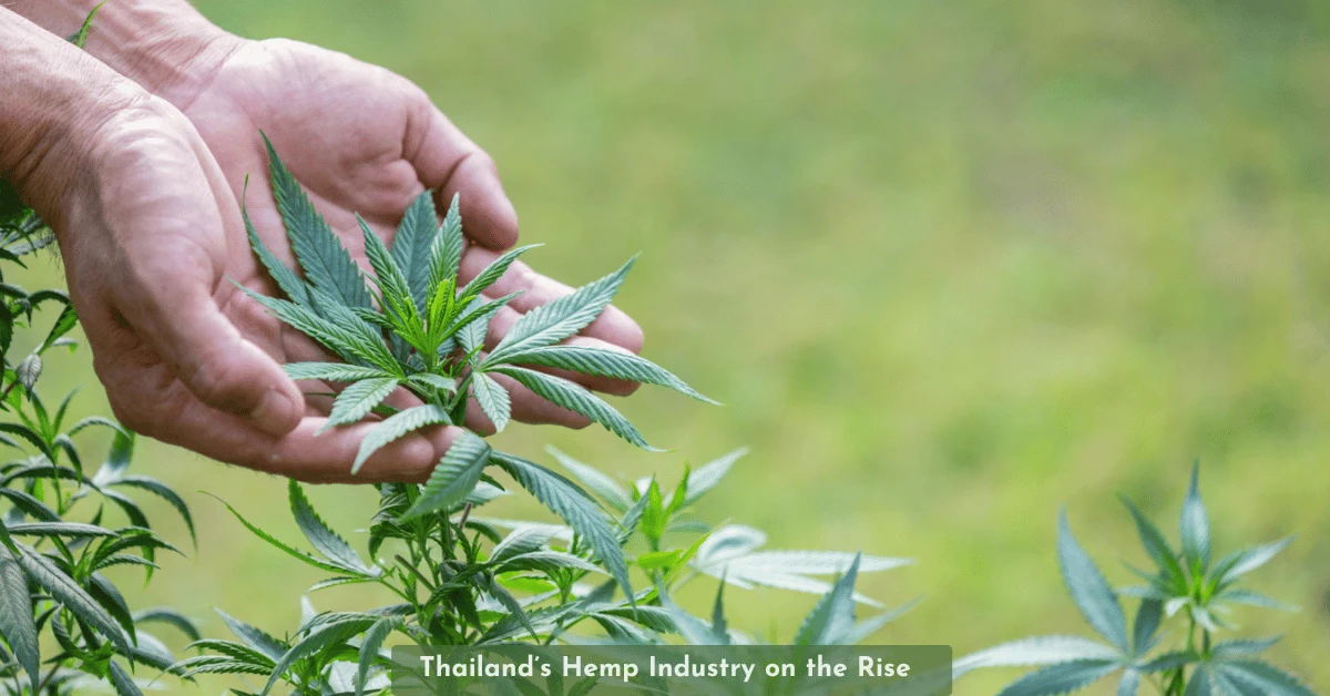 Bicaro Holding News 11 Thailand’s Hemp Industry on the Rise