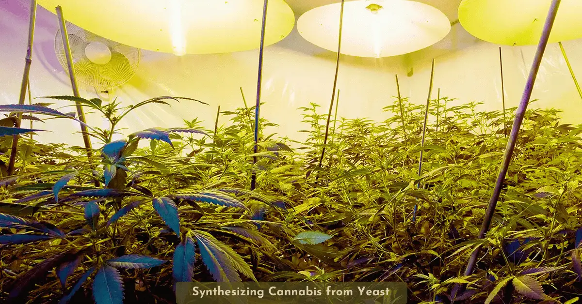 Bicaro Holding News 4 Producing Cannabis Compounds from Yeast Bicaro Holding